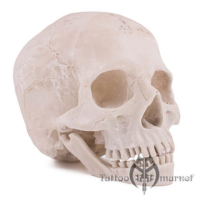 Анатомический череп
